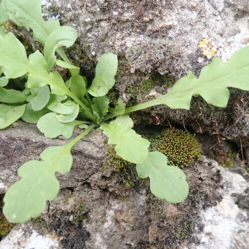 Papaver Rhoeas Rosette Mane 25 2 25