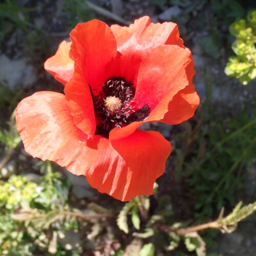 Papaver Rhoeas2