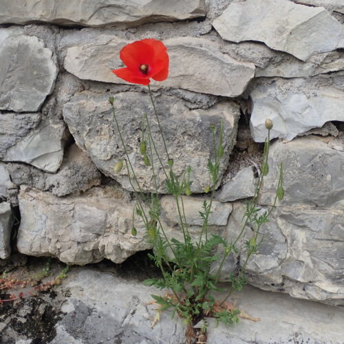 Papaver Rhoeas 2 Noyers 18 05 24