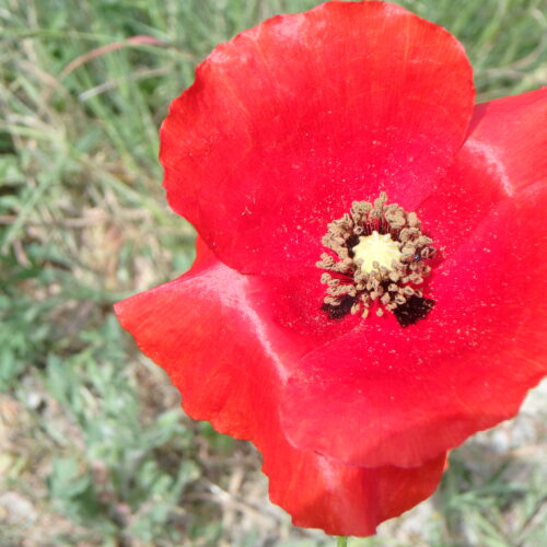 Papaver Rhoeas 3