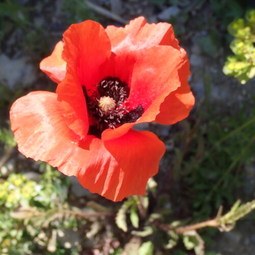 Papaver Rhoeas 4