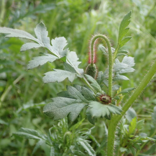Papaver Rhoeas Fleurs Et Boutons Noyers 18 05 24