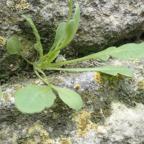 Papaver Rhoeas Rosette Forcalquier 20 02 25