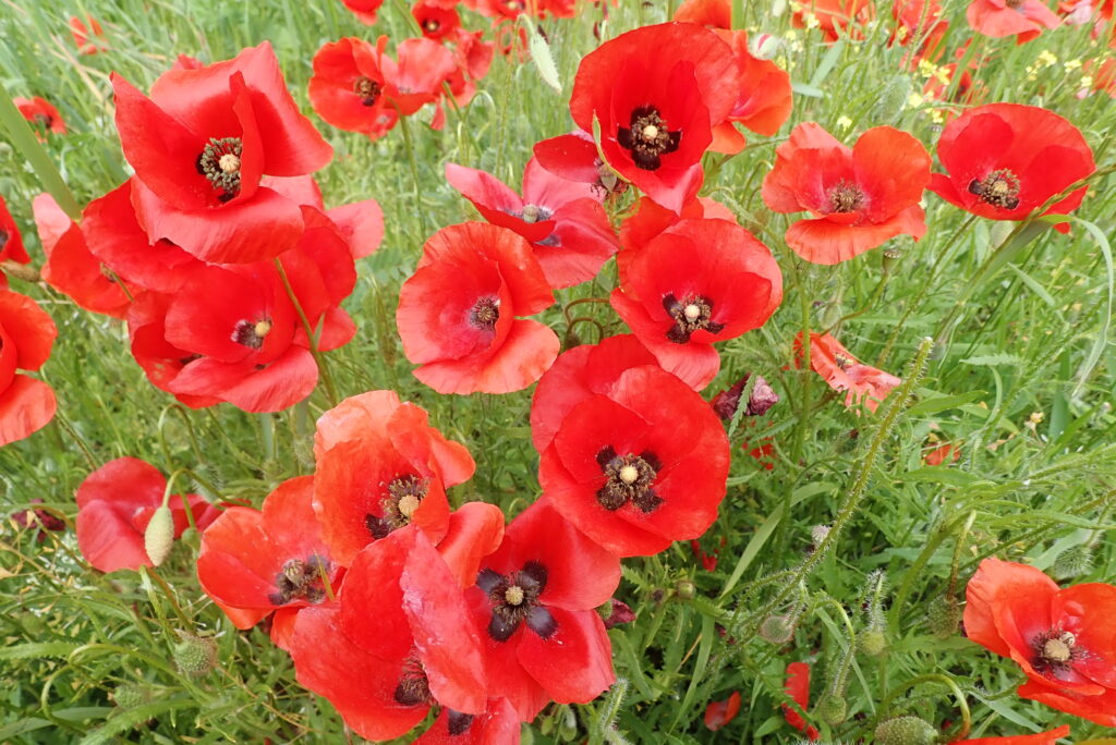 Papaver Rhoes Dauphin 28 05 2023