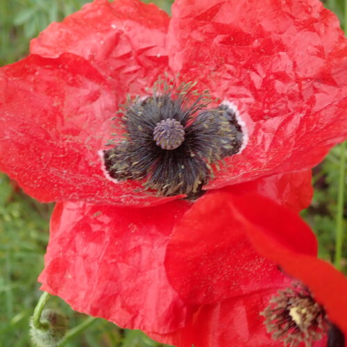 Papaver Rhoes Dauphin 28 05 2023 2