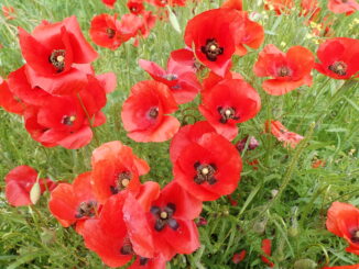 Papaver Rhoes Dauphin 28 05 2023