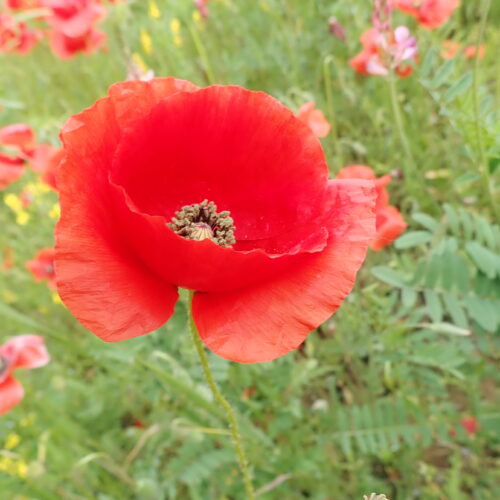 Papaver Rhoes Dauphin 28 05 2023 4