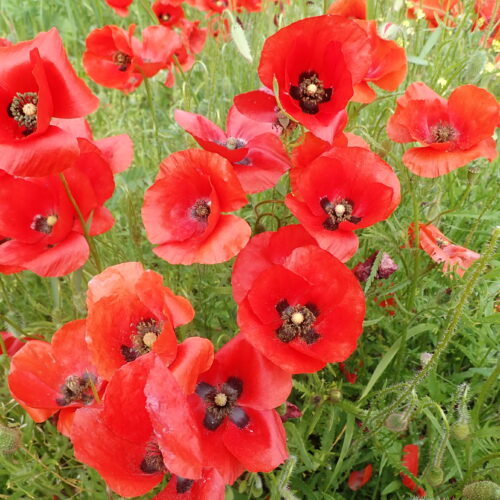 Papaver Rhoes Dauphin 28 05 2023