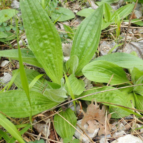Plantago Media Daupin 20 04 251