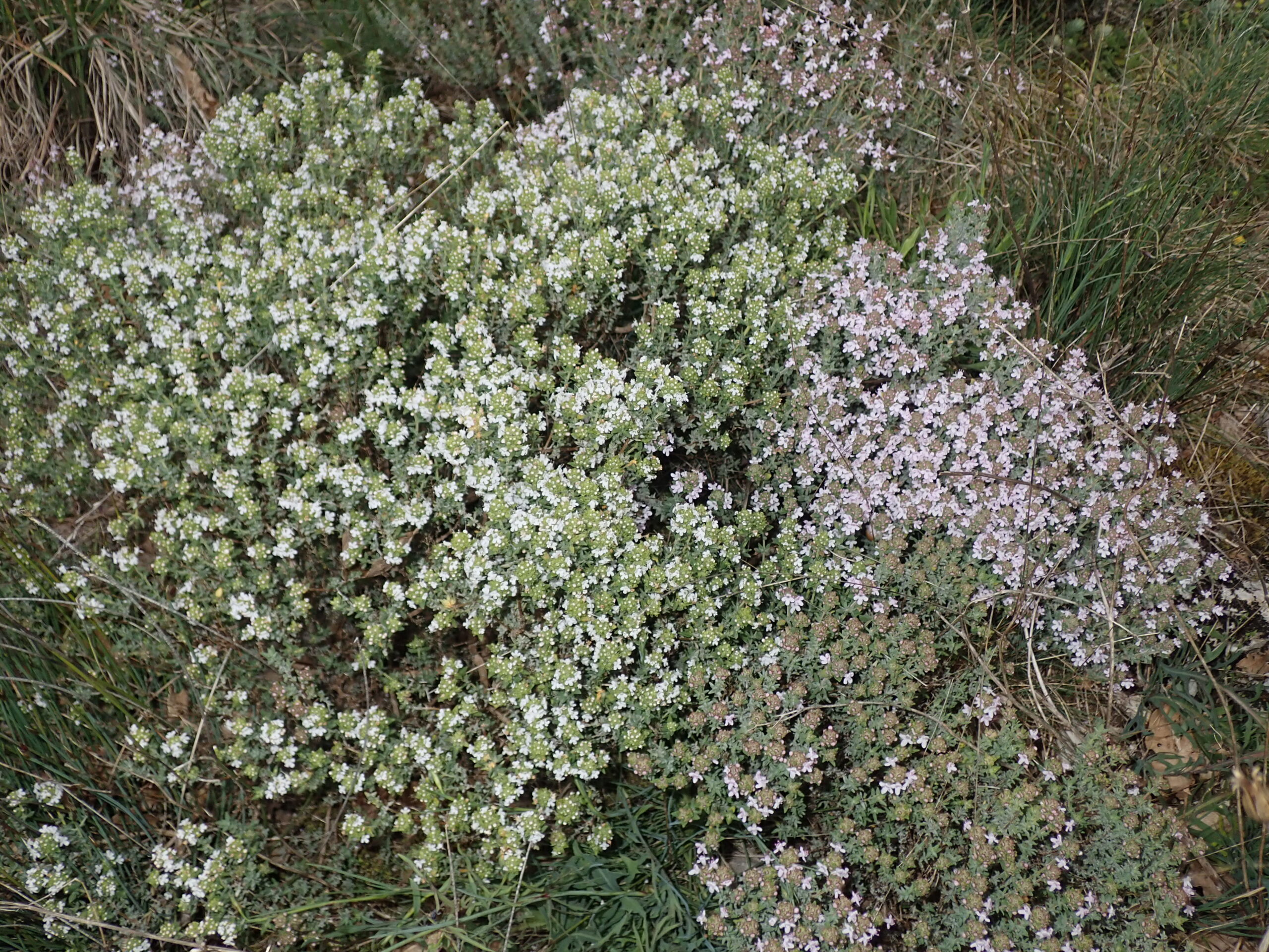 Thymus Vulgaris 2 Sisteron 22 4 25