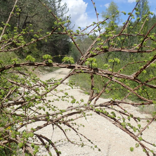 Ulmus Campestre Dauphin 20 04 254