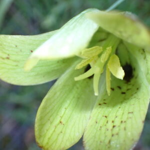 10Fritillaria Involucrata Vallon Des Thermes Digne 15 04 26
