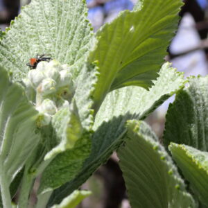 18Vallon Des Thermes Digne 15 04 26