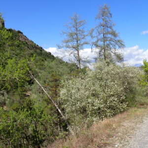 33Vallon Des Thermes Digne 15 04 26