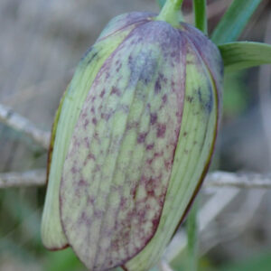 3Fritillaria Involucrata Vallon Des Thermes Digne 15 04 26