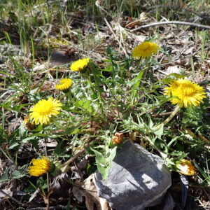 3Vallon Des Thermes Digne 15 04 26