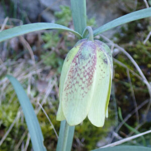 4Fritillaria Involucrata Vallon Des Thermes Digne 15 04 26