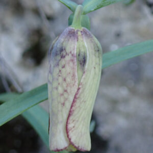 5Fritillaria Involucrata Vallon Des Thermes Digne 15 04 26