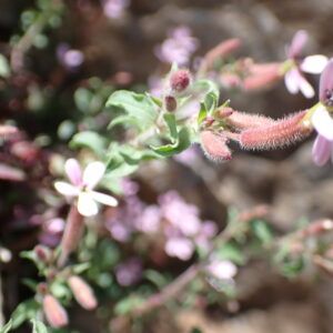 5Vallon Des Thermes Digne 15 04 26