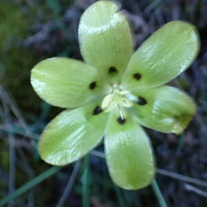 6Fritillaria Involucrata Vallon Des Thermes Digne 15 04 26