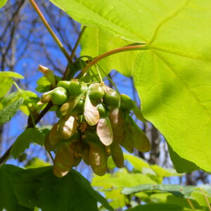 6Vallon Des Thermes Digne 15 04 26