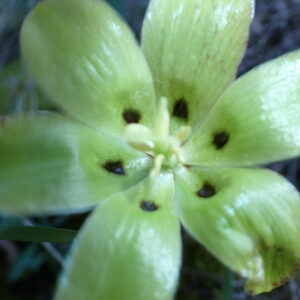 7Fritillaria Involucrata Vallon Des Thermes Digne 15 04 26