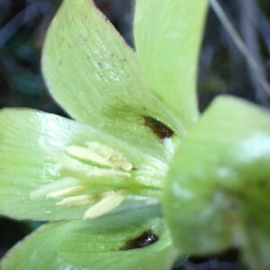 8Fritillaria Involucrata Vallon Des Thermes Digne 15 04 26