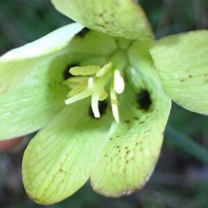 9Fritillaria Involucrata Vallon Des Thermes Digne 15 04 26