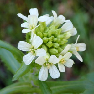 Arabis Turrita Vallon Des Thermes Digne 15 04 26