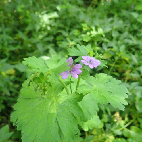 Gernanium Pyrenaicum Facibelle4 6 16
