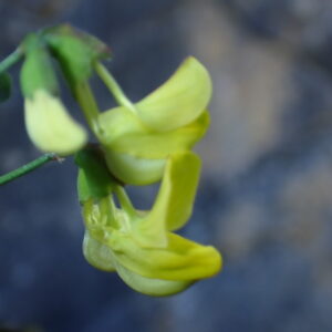 Hippocrepis Emerus Vallon Des Thermes Digne 15 04 26