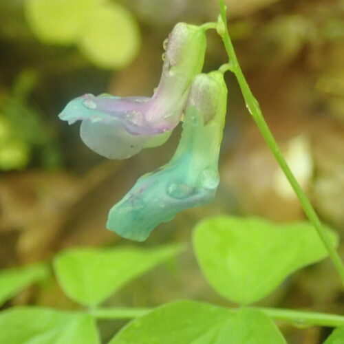 Lathyrus Vernus3 Facibelle4 6 16