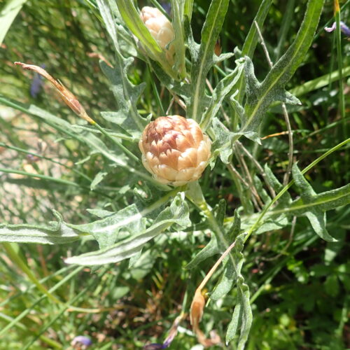 Leuzea Conifera Facibelle4 6 162