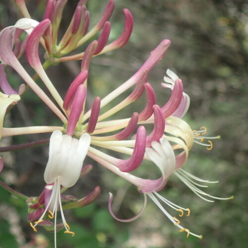 Lonicera Etrusca