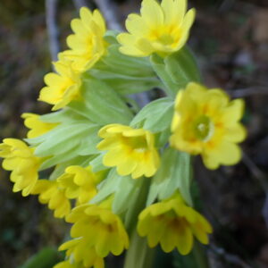 Primula Veris 8Vallon Des Thermes Digne 15 04 26