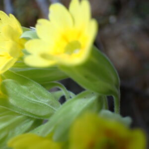 Primula Veris 9Vallon Des Thermes Digne 15 04 26