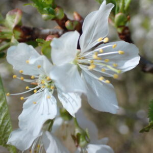 Prunus Cerasus Vallon Des Thermes Digne 15 04 26