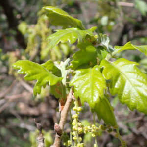Quercus Pubescens Vallon Des Thermes Digne 15 04 26