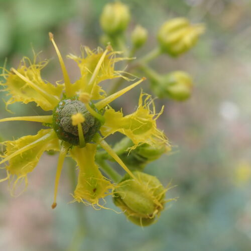 Ruta Angustifolia Facibelle4 6 16