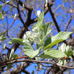 Sorbus Aria Vallon Des Thermes Digne 15 04 26
