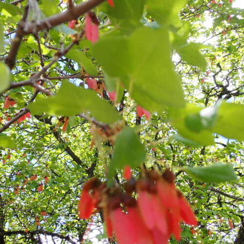 Acer Monspeliensis Samares Lame Facibelle 17 05 26