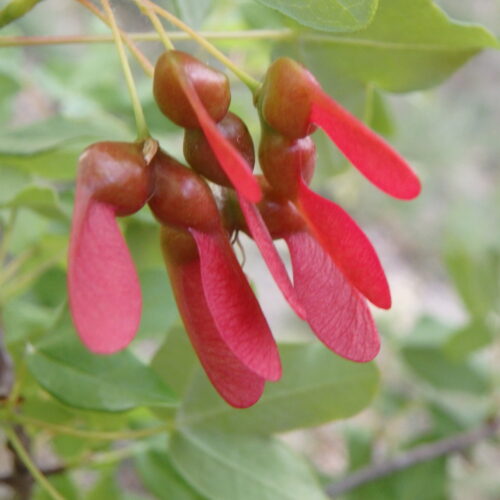 Acer Monspessulanum Samares 2