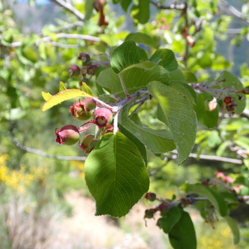 Amelanchier Ovalis Fruit Lame Facibelle 17 05 26