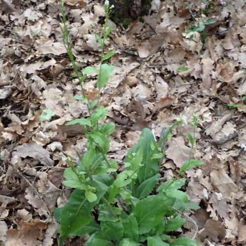 Arabis Turrita Lame Facibelle 17 05 26