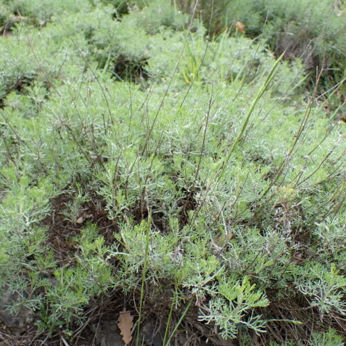 Artemisia Alba Lame Facibelle 17 05 26