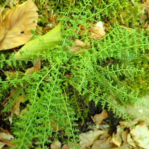 Asplenium Fontanum Lame Facibelle 17 05 26