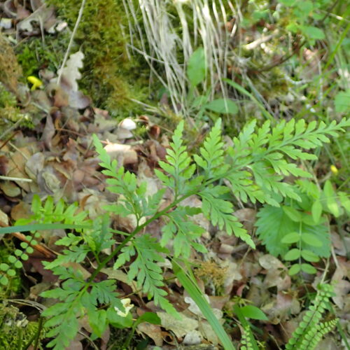 Asplenium Oenopteris Ou Adiantum Nigrum IdkLame Facibelle 17 05 26