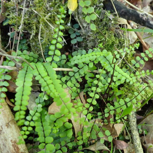 Asplenium Trichomanes Capillaire Des MuraillesLame Facibelle 17 05 26