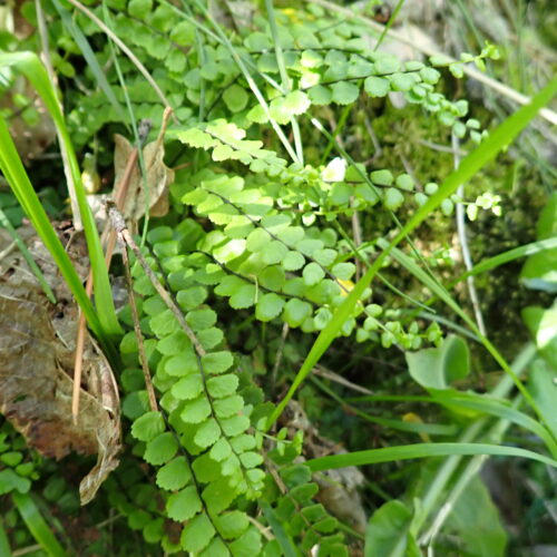 Asplenium Trichomanes2 Lame Facibelle 17 05 26