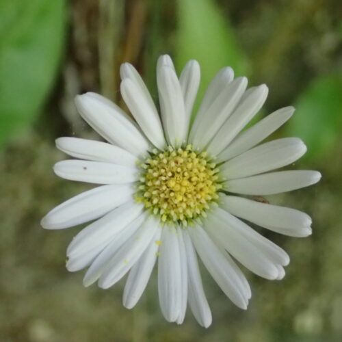 Bellidiastrum Michelii2 Lame Facibelle 17 05 26